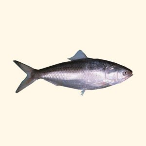 Hilsha Fish