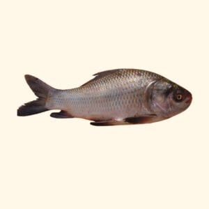 Katla/South Asian Carp/Catla