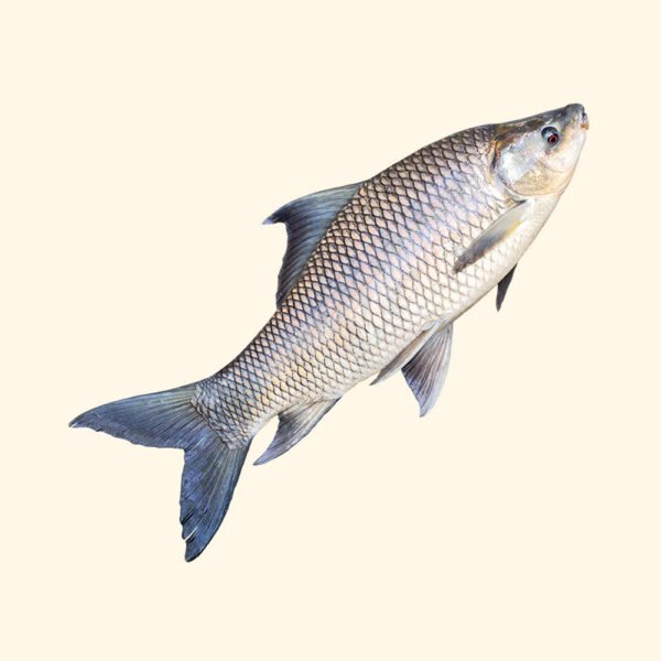 Rohu